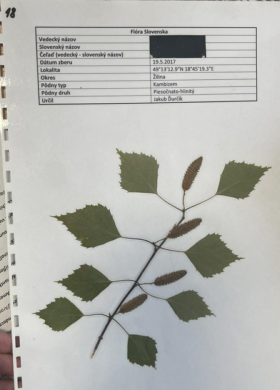Rastlina Betula pendula